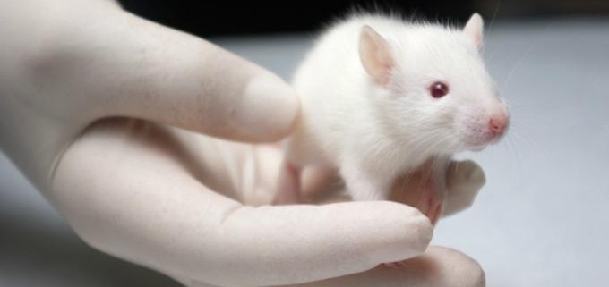 Ученые выяснили, что мозг крыс и людей одинаково реагирует на ошибки