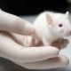 Ученые выяснили, что мозг крыс и людей одинаково реагирует на ошибки