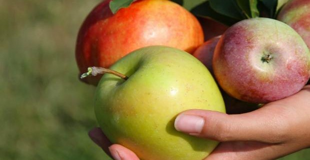 Ежедневное употребление яблок спасет от сердечного приступа