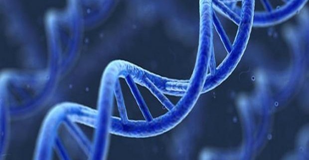 Учеными разработана методика, устраняющая неполадки в генах до зачатия