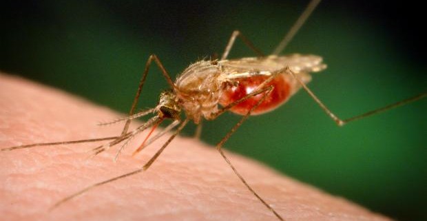 К 2015 году британцы выпустят вакцину от малярии