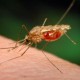 К 2015 году британцы выпустят вакцину от малярии