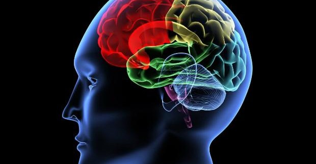 Учеными обнаружена нестареющая часть головного мозга