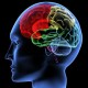 Учеными обнаружена нестареющая часть головного мозга
