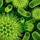 Ученые: угроза от бактерий становится глобальной