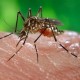 Глобальное потепление опасно распространением малярии