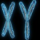 Учеными реабилитирована мужская Y-хромосома
