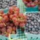 Ученые: виноград и черника укрепляют иммунную систему