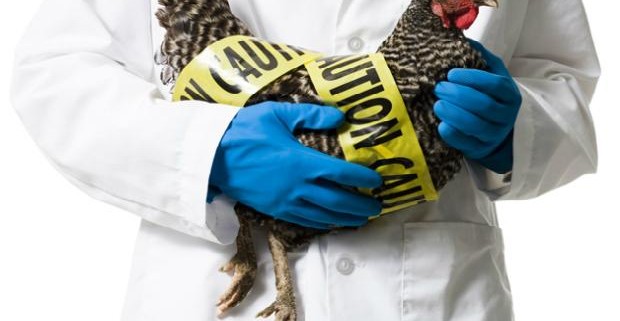 Ученые выявили вирус птичьего гриппа у птиц на ферме в штате Вашингтон