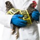 Ученые выявили вирус птичьего гриппа у птиц на ферме в штате Вашингтон