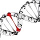 ​Ученые могут воссоздать лицо по ДНК