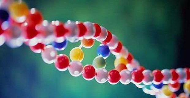 Доказано – при помощи генной терапии можно прожить дольше