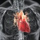 Многие пороки сердца объясняются генетическими мутациями