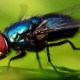 Домашние мухи помогут лечить людей