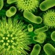 Микробы могут чувствовать запахи