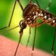 Малярию можно будет обнаружить на раннем этапе при помощи недорогого портативного устройства