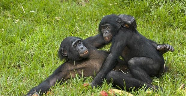 У детей-сирот и бонобо схожие проблемы в общении