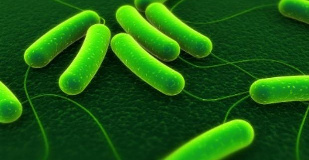 Ученые нашли в кишечнике родственников микроскопических  водорослей