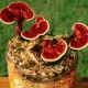 Ученые открыли антираковый эффект грибов рейши