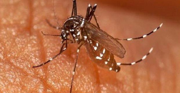 Ученые смогут контролировать распространение малярии