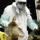 От нового птичьего гриппа ежегодно умирает 1 пациент из 3