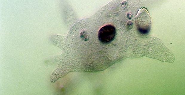 В воде найдена амеба, пожирающая мозг