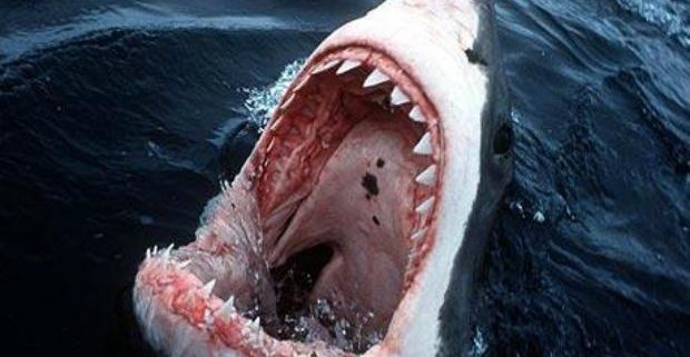 Жертвами акул чаще становятся мужчины