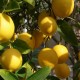 Ученые: лимон защитит организм от десятков заболеваний