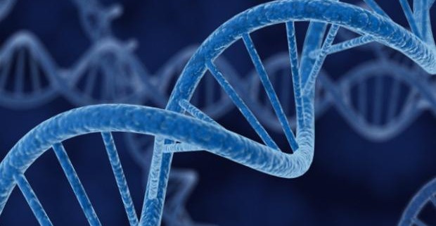 Ученые обнаружили ген, отвечающий за интеллект