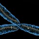 Ученые рассказали как Y-хромосома влияет на риск смерти мужчин