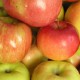 Свежие яблоки подарят легким здоровье
