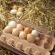 Куриные яйца нормализуют работу сердечно-сосудистой системы