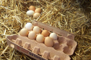 Куриные яйца нормализуют работу сердечно-сосудистой системы