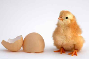 Пропавшие куриные яйца улучшают эрекцию