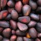 Кедровые орехи – идеальный источник полезных веществ