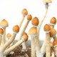 Галлюциногенные грибы избавляют от чувства страха