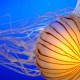 Рак вылечат медузы