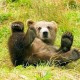 Медведи помогут людям, перенесшим инсульт