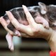 Свиней можно использовать для выращивания органов для трансплантации