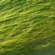Морские водоросли полезны для головного мозга