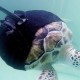 Сможет ли черепаха-инвалид плавать с протезами плавников?