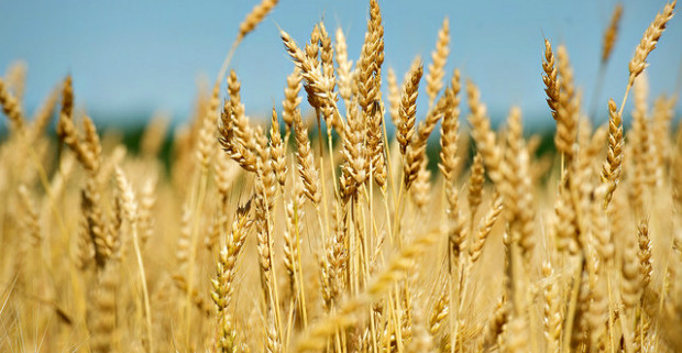 Употребление зерновых помогает прожить дольше