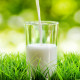 Ученые установили, что молоко повышает уровень антиоксиданта в мозге человека