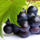 Виноград поможет вылечить остеопороз