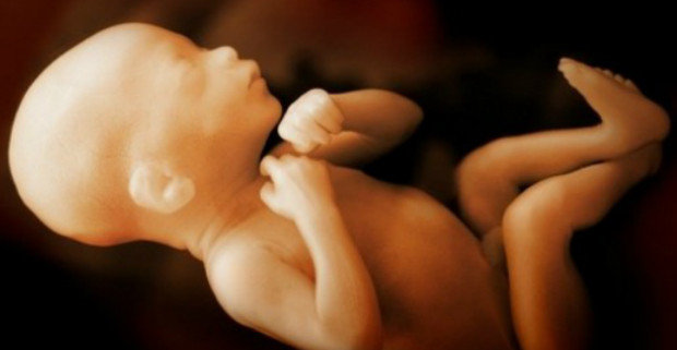 Ученые рассказали, чем питается эмбрион человека в первые 11 недель жизни