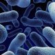 новые бактерии угроза человечеству